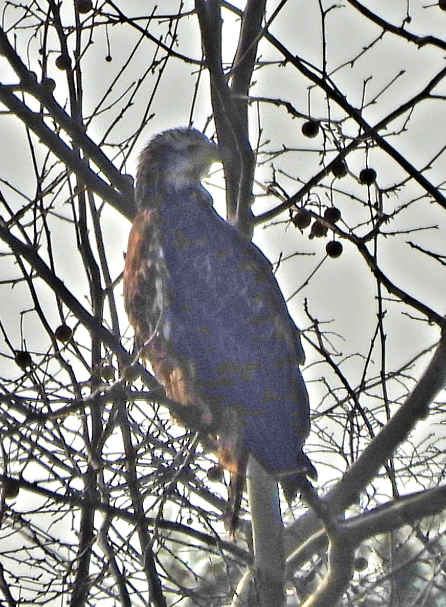 Pygargue à tête blanche - ML646576835
