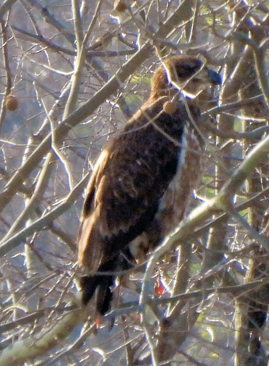 Pygargue à tête blanche - ML646576836