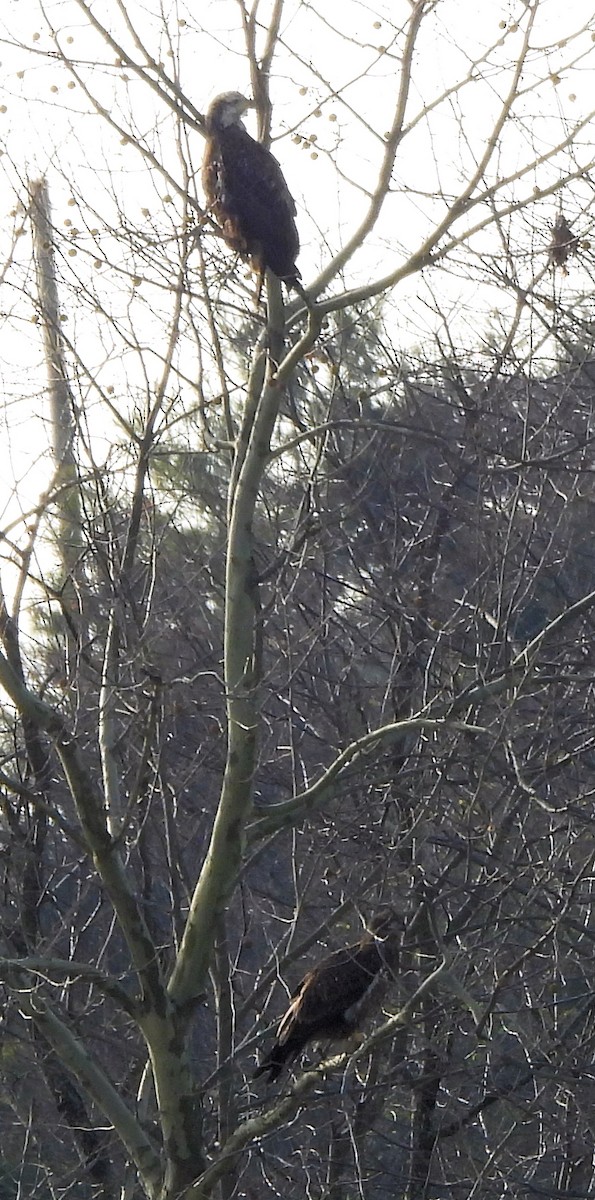 Pygargue à tête blanche - ML646576837