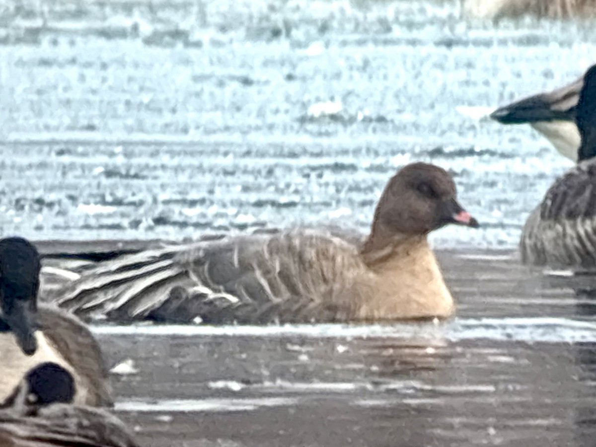 Pink-footed Goose - ML646576838