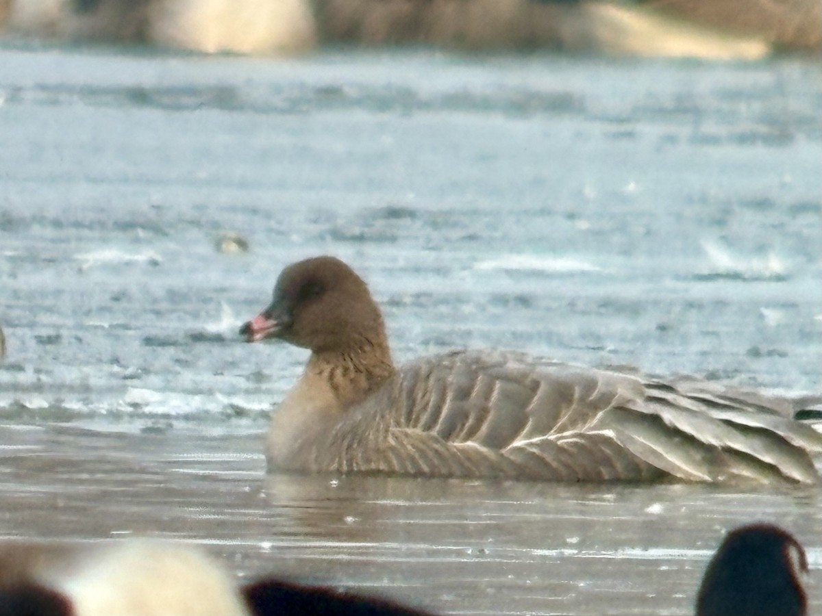 Pink-footed Goose - ML646576839