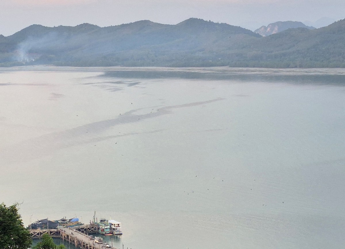 Шуліка королівський - ML646576840