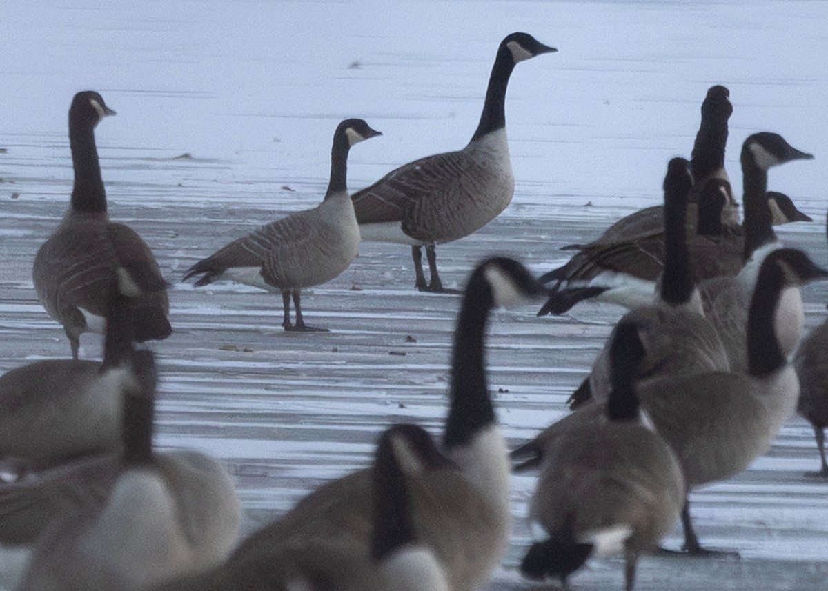 Малая канадская казарка - ML646576845