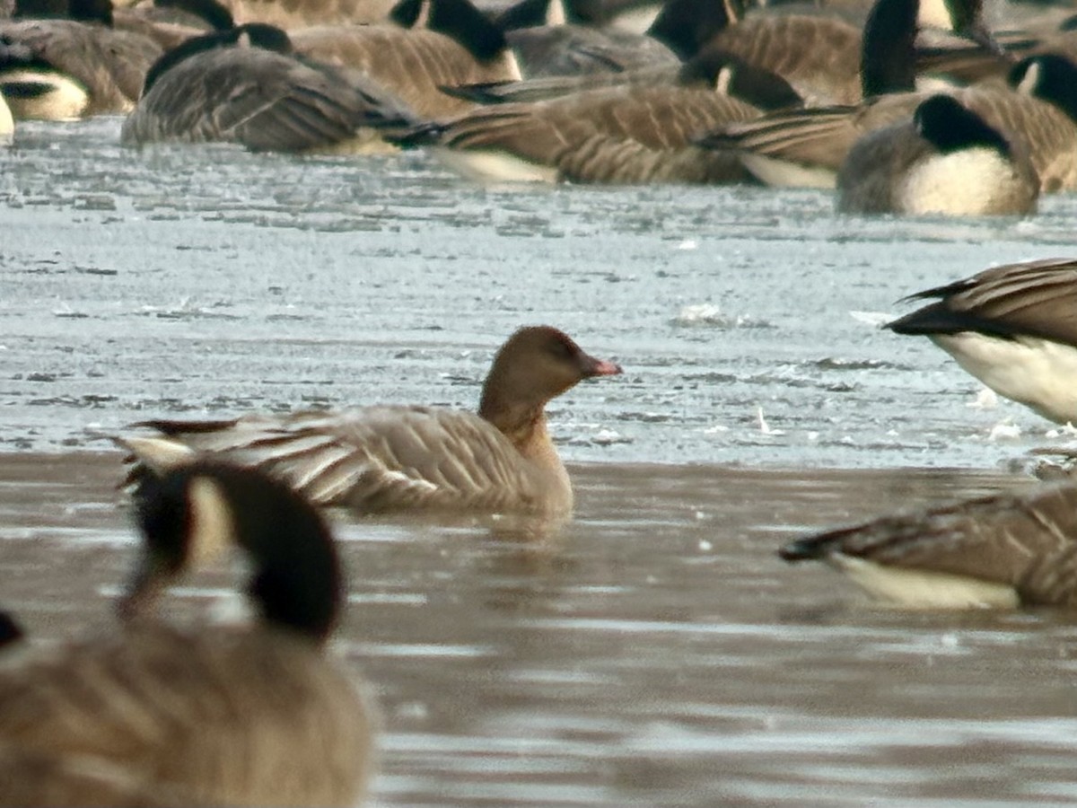 Pink-footed Goose - ML646576846