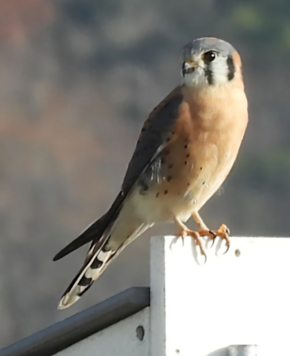 בז אמריקני - ML646576847