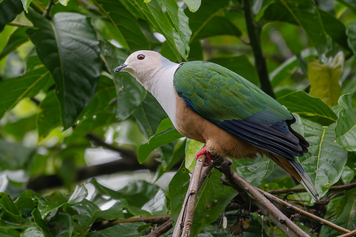 Cinnamon-bellied Imperial-Pigeon (Gray-naped) - ML646576855