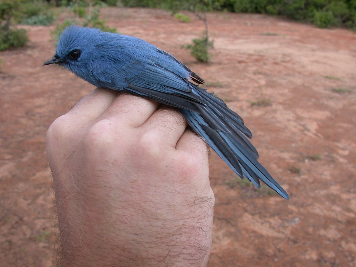 Blauhaubenschnäpper - ML646576857