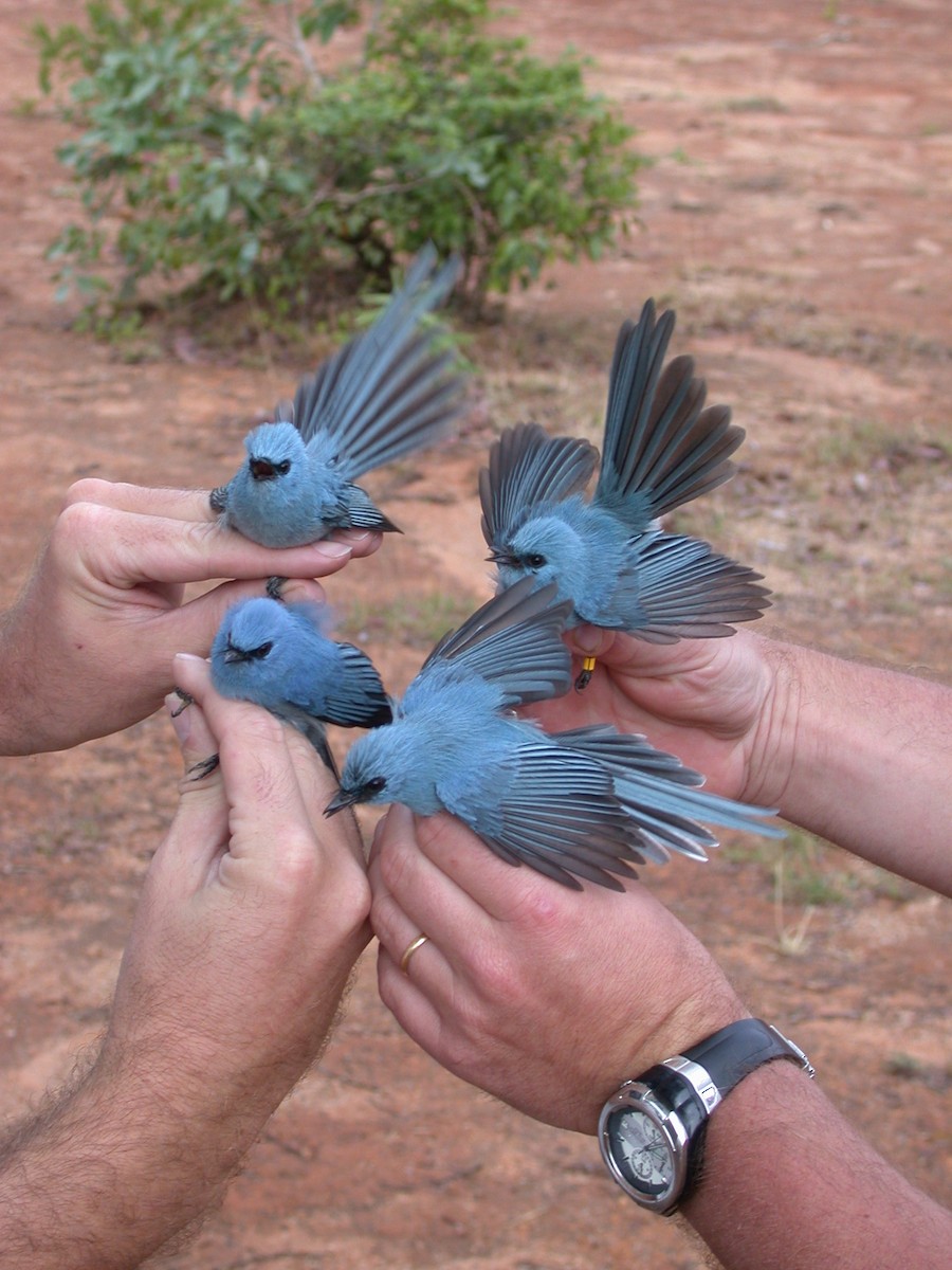 Blauhaubenschnäpper - ML646576859
