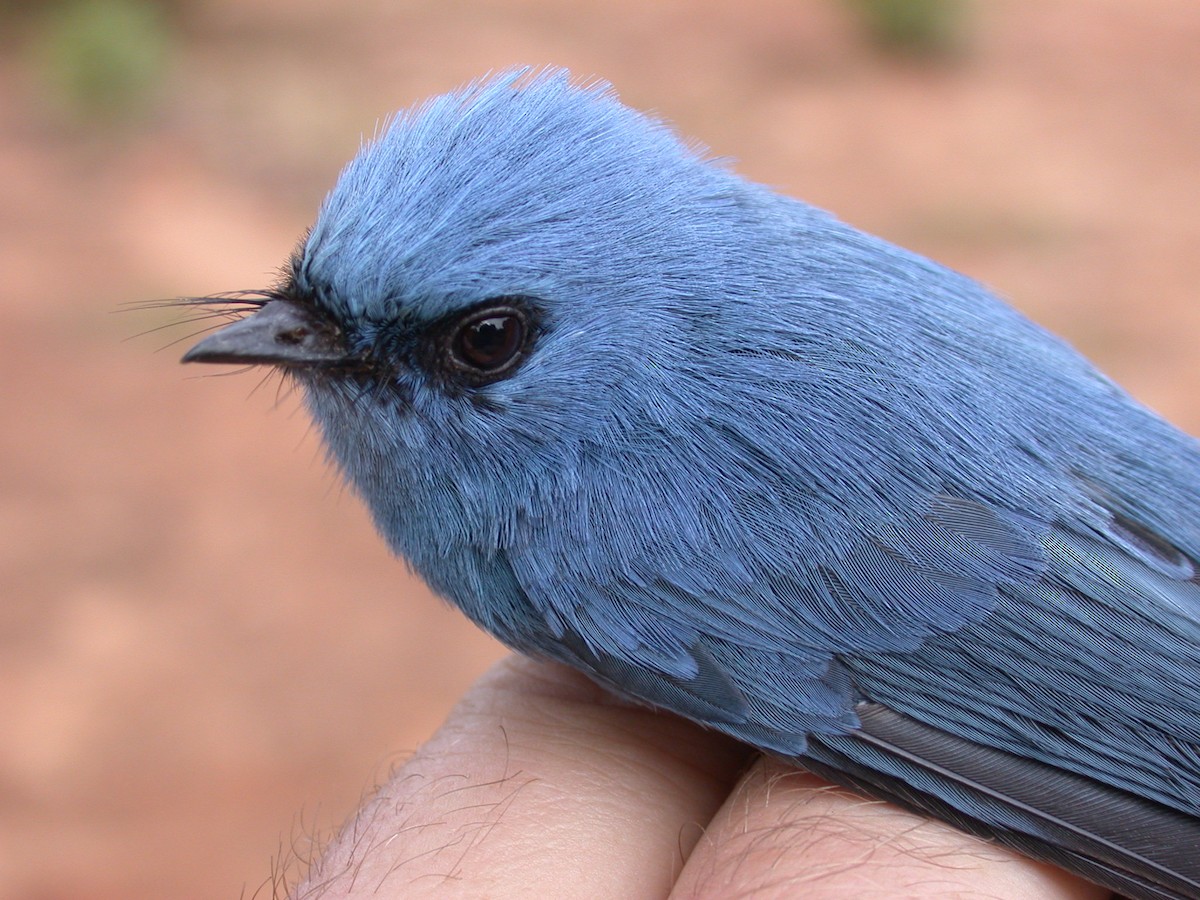 Blauhaubenschnäpper - ML646576861