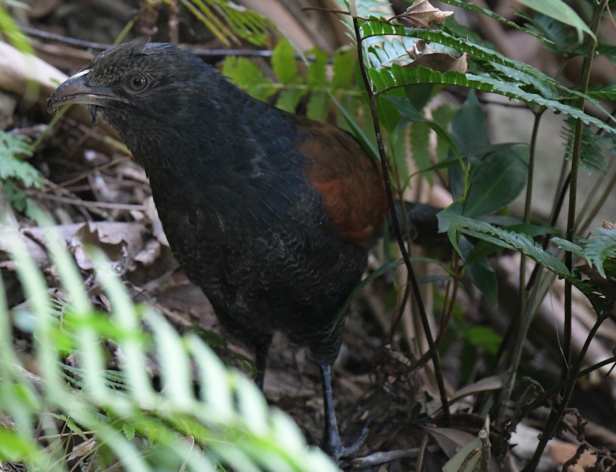Большой кукаль - ML646576862