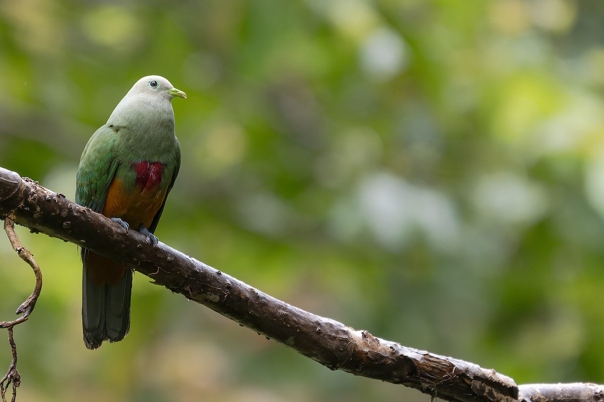Scarlet-breasted Fruit-Dove - ML646576864
