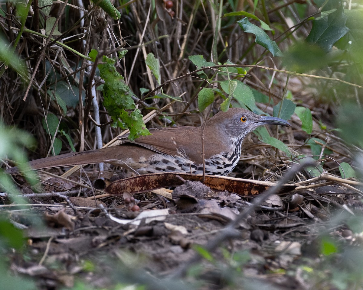 Moqueur à long bec - ML646576868