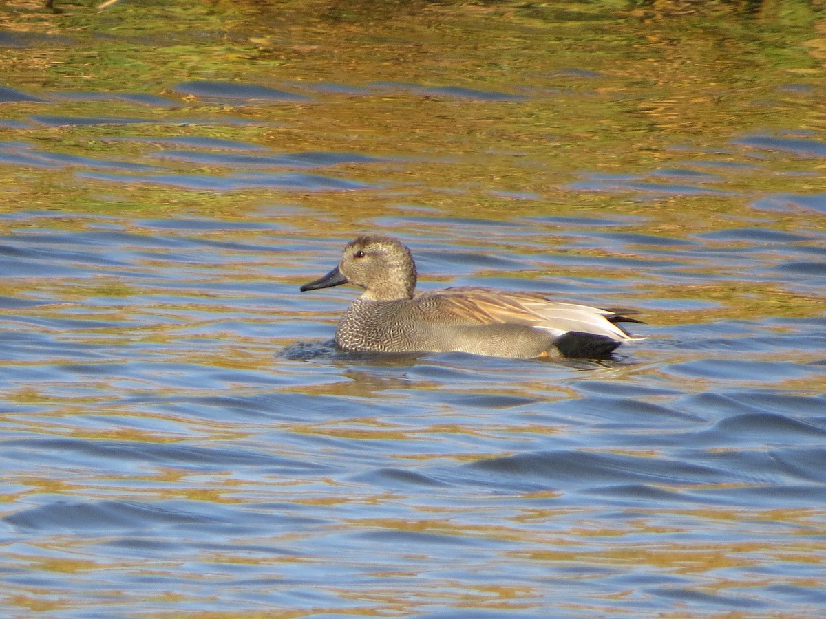 Нерозень - ML646576870