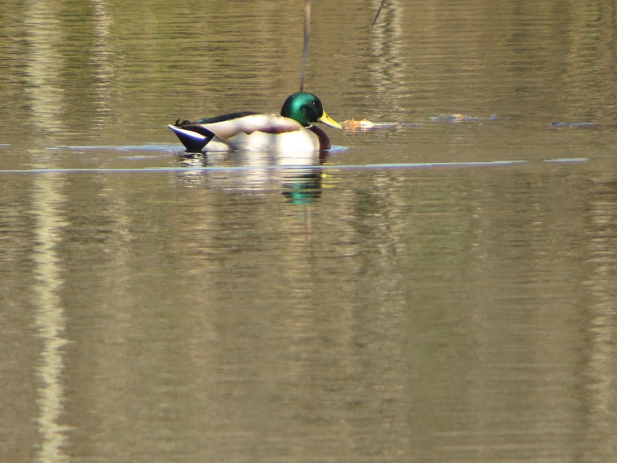 Крижень звичайний - ML646576873