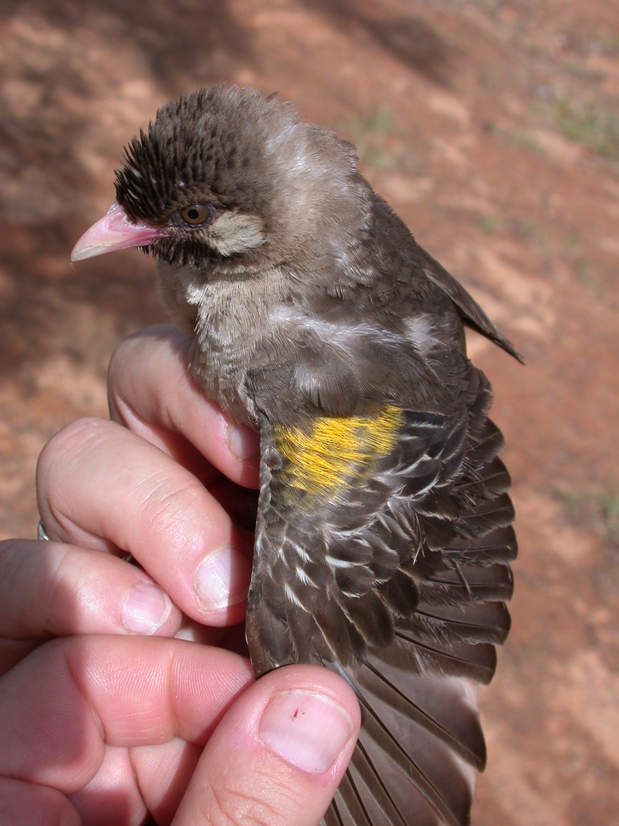 Grand Indicateur - ML646576875