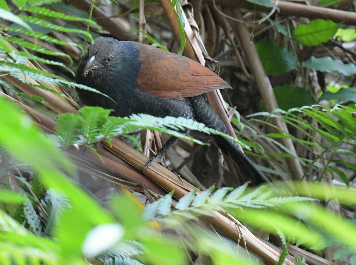 Большой кукаль - ML646576877