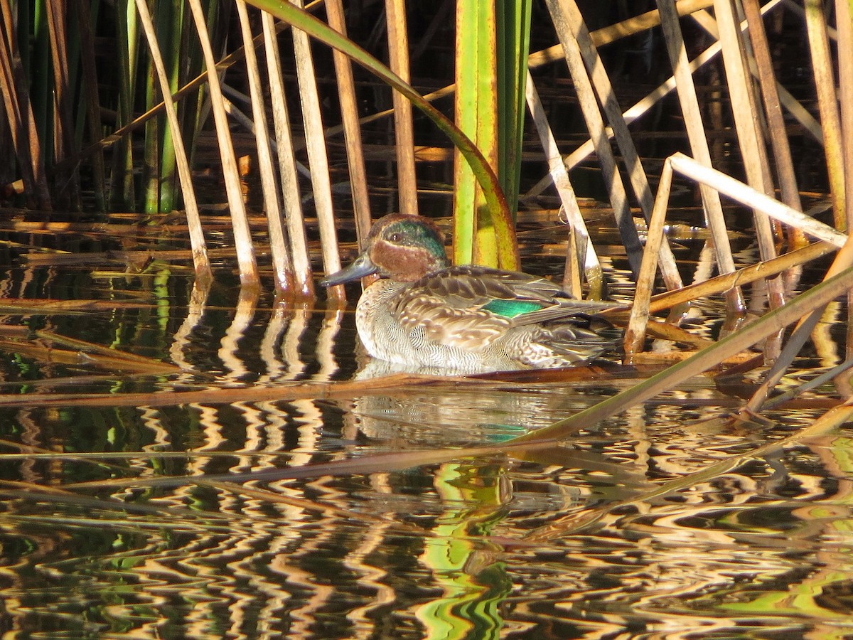 Чирянка мала - ML646576880