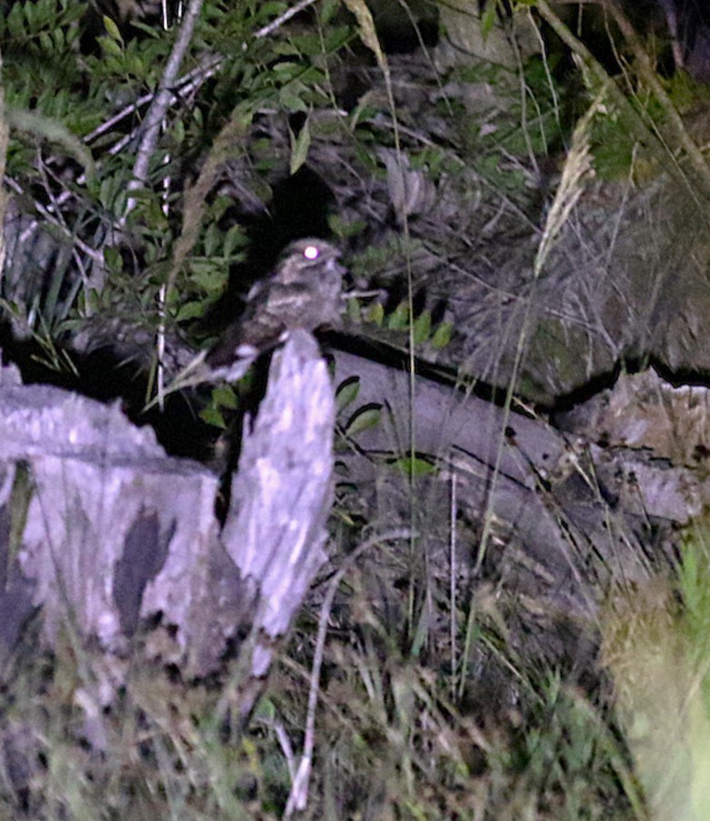 Little Nightjar - ML646576883