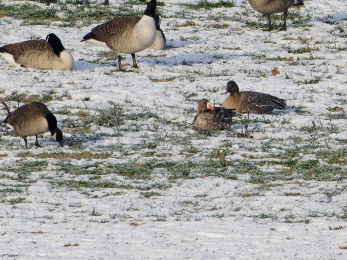 Pink-footed Goose - ML646576884