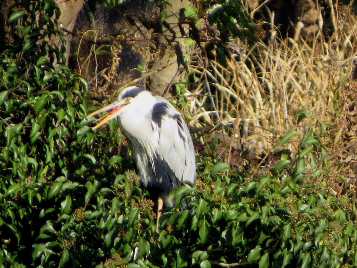 Чапля сіра - ML646576887