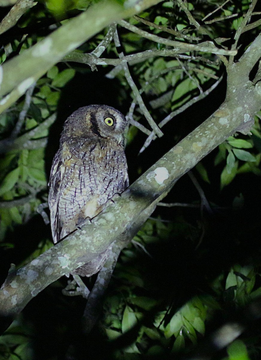 Tropical Screech-Owl - ML646576888