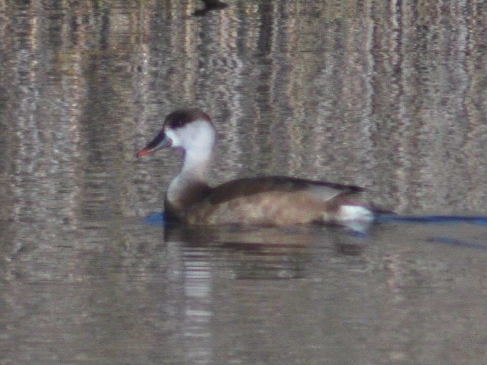Red-crested Pochard - ML646576890