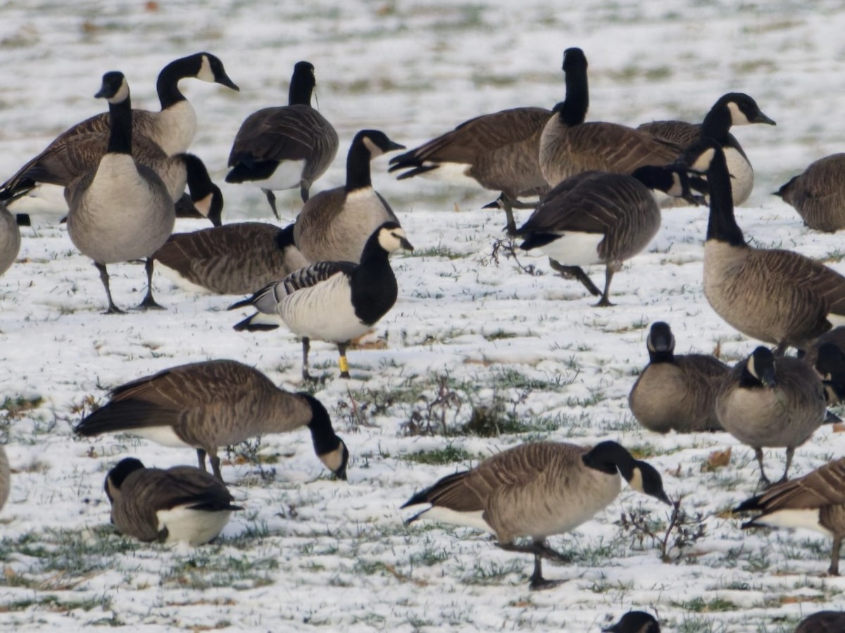 Barnacle Goose - ML646576892