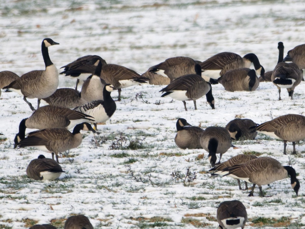 Barnacle Goose - ML646576894