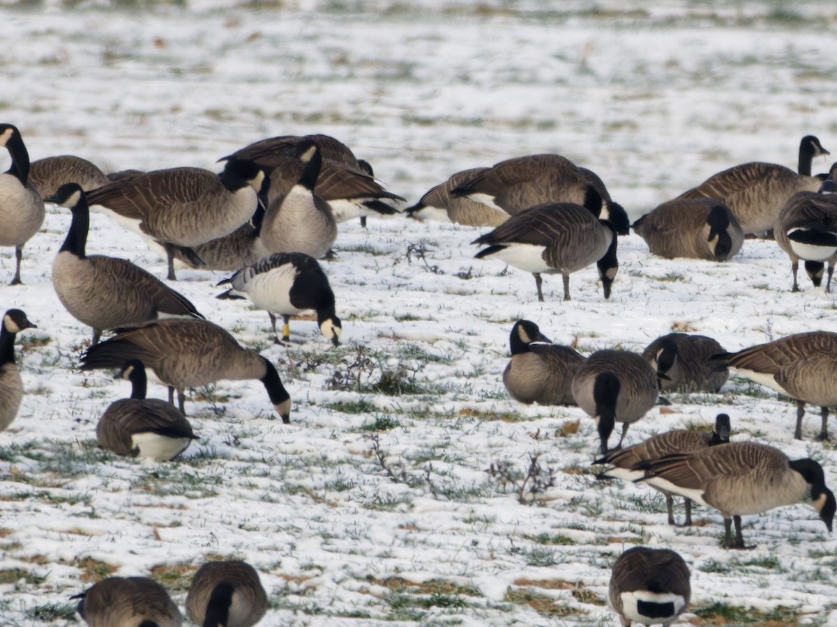 Barnacle Goose - ML646576896