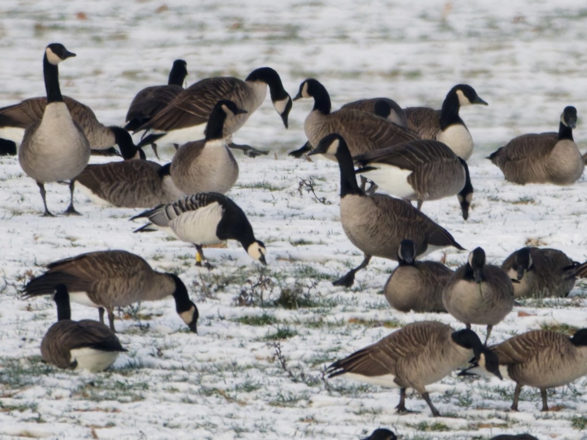 Barnacle Goose - ML646576898