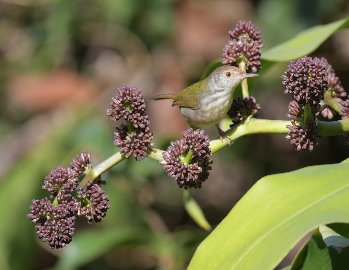 Красношапочная портниха - ML646576899