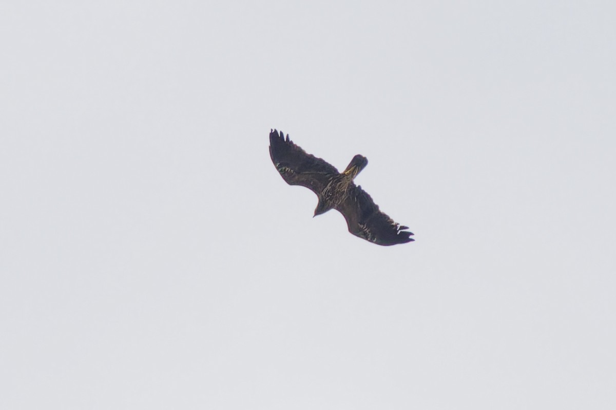 Lesser Spotted Eagle - ML646576902