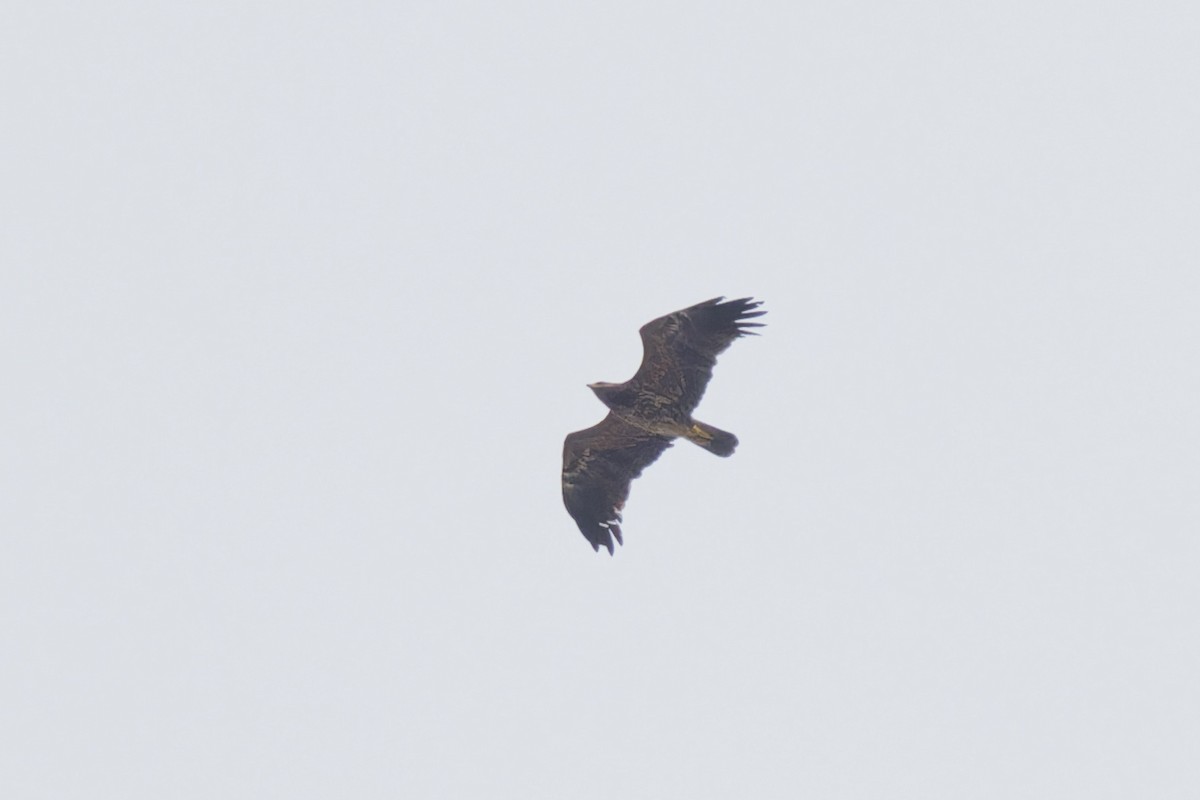 Lesser Spotted Eagle - ML646576903