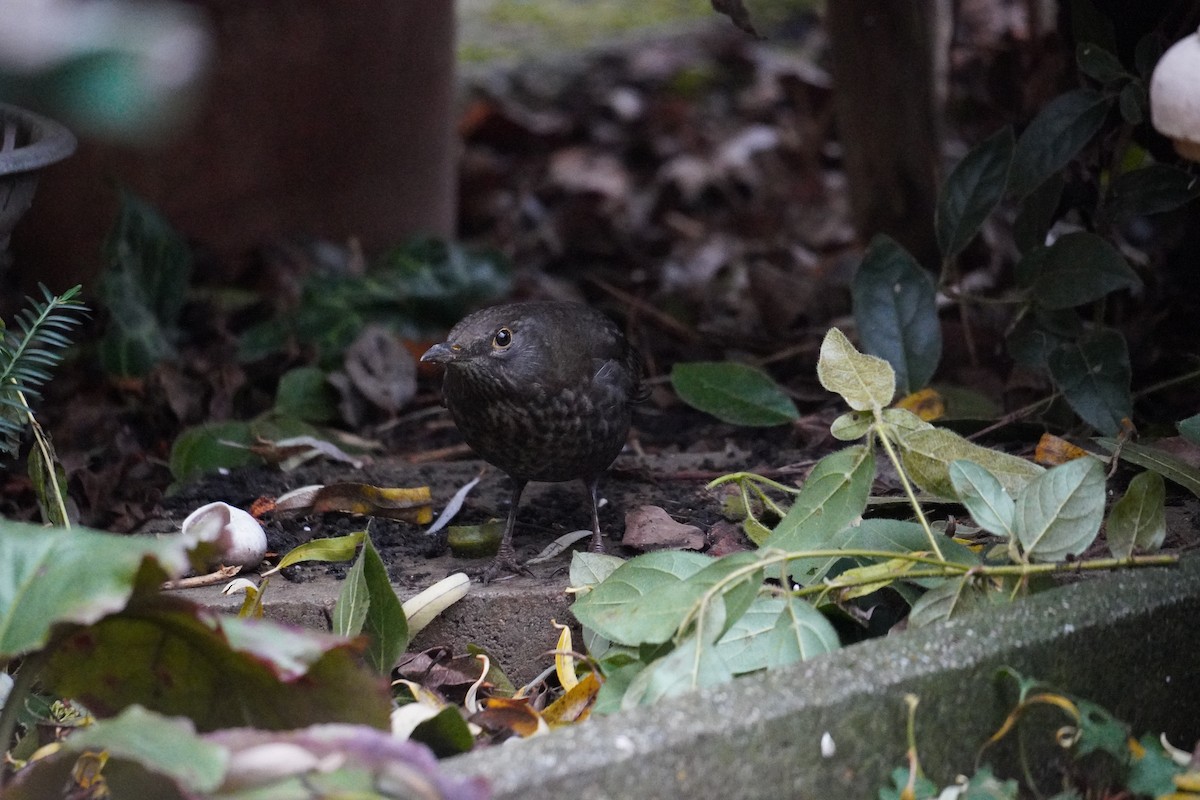 Eurasian Blackbird - ML646576904
