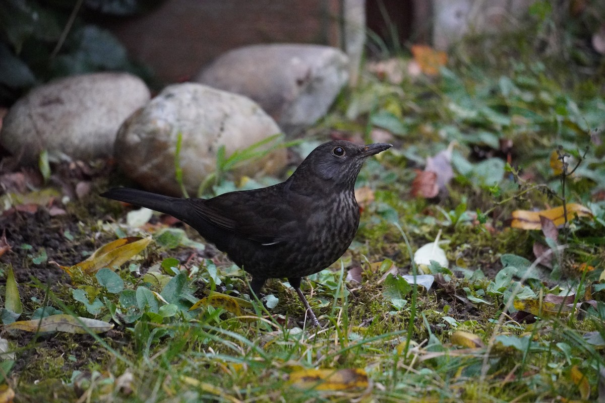 Eurasian Blackbird - ML646576905