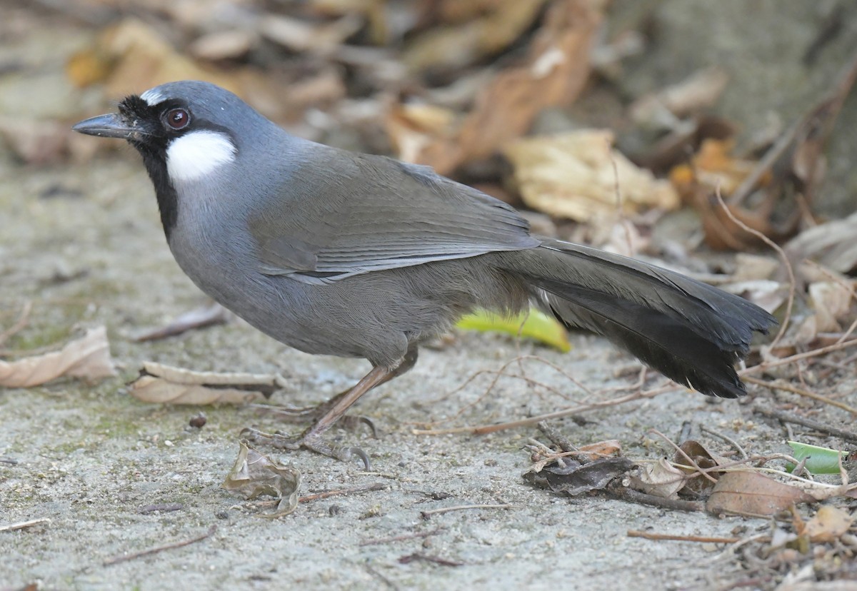 Индокитайская кустарница - ML646576906