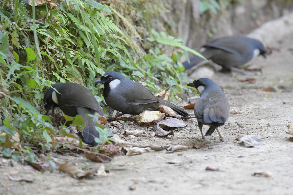 Индокитайская кустарница - ML646576907