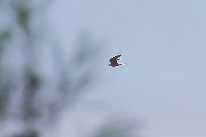 Eleonora's Falcon - ML646576908