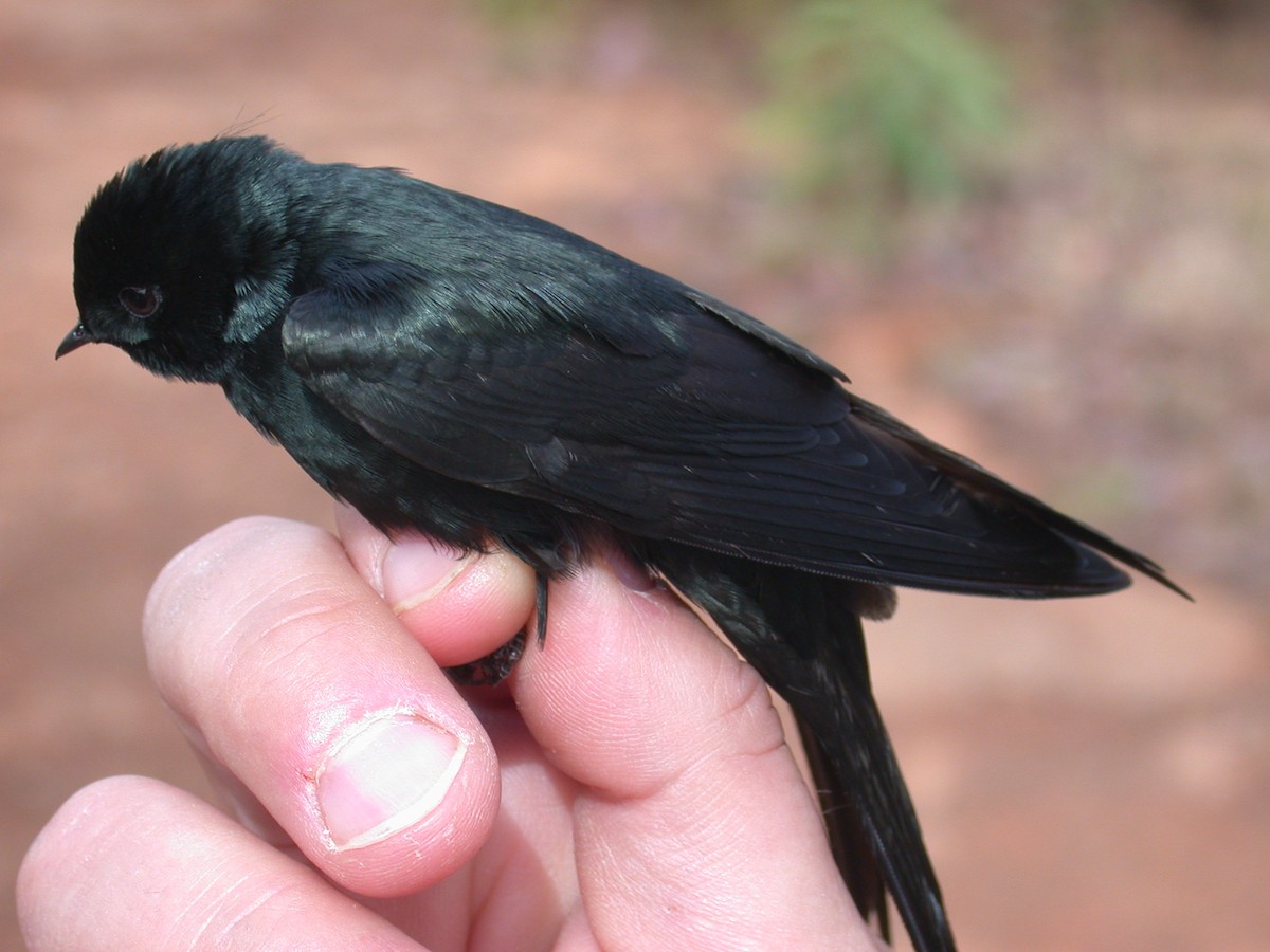 Hirondelle fanti - ML646576909