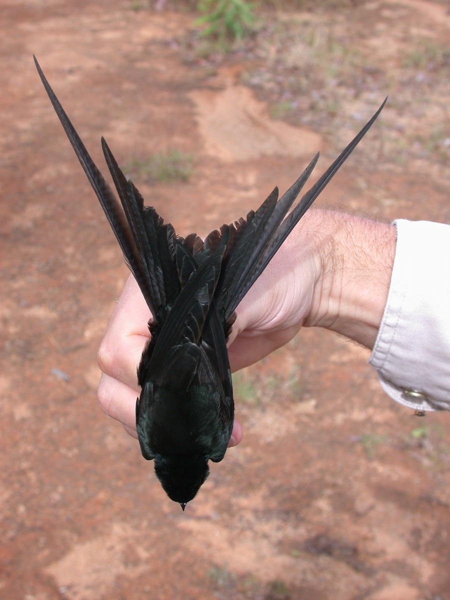 Hirondelle fanti - ML646576910