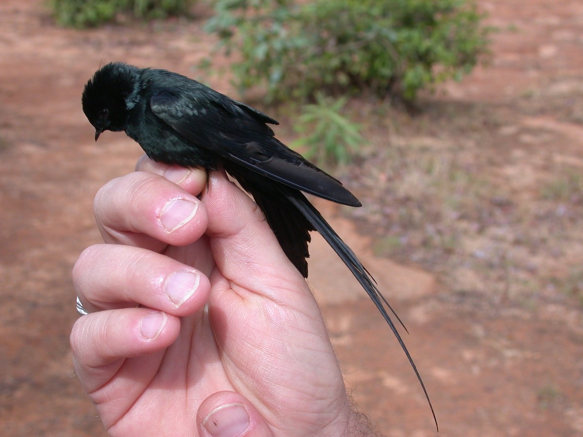 Hirondelle fanti - ML646576911