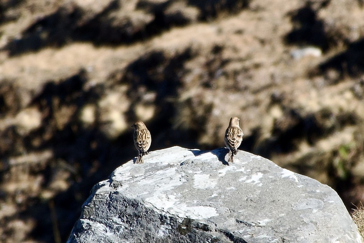 Hodgson Alameceği - ML646576916