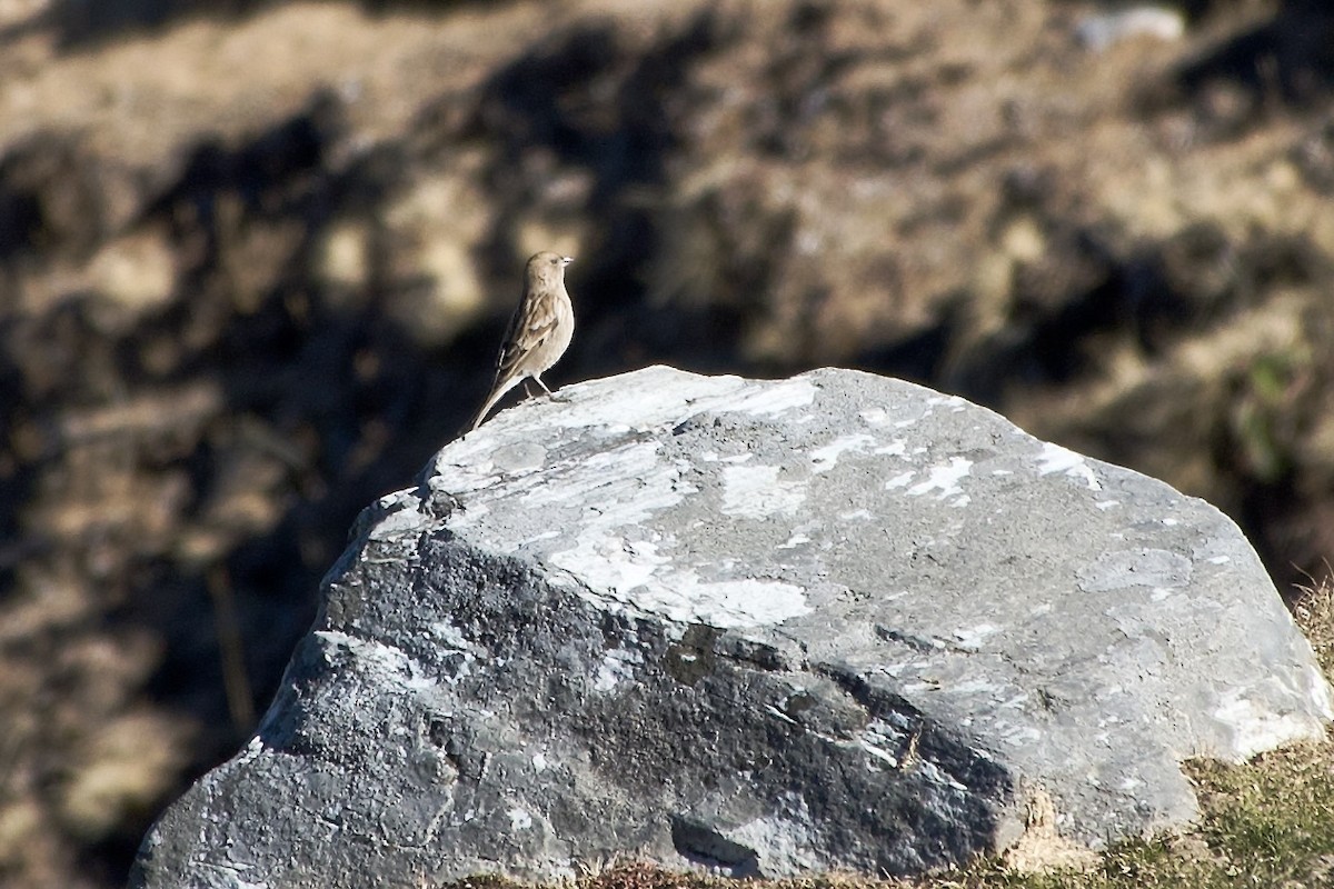 Hodgson Alameceği - ML646576917