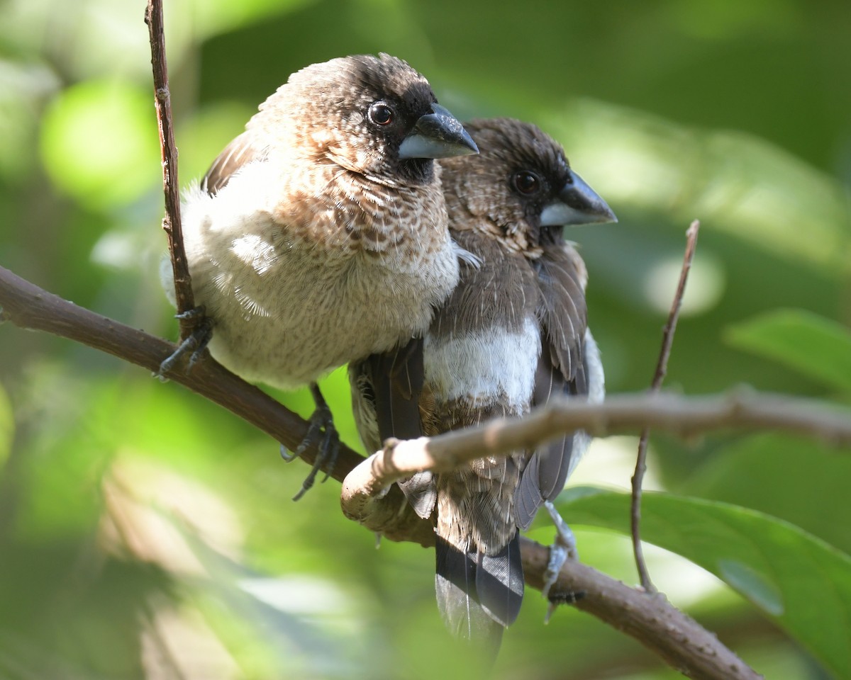 Острохвостая муния - ML646576918