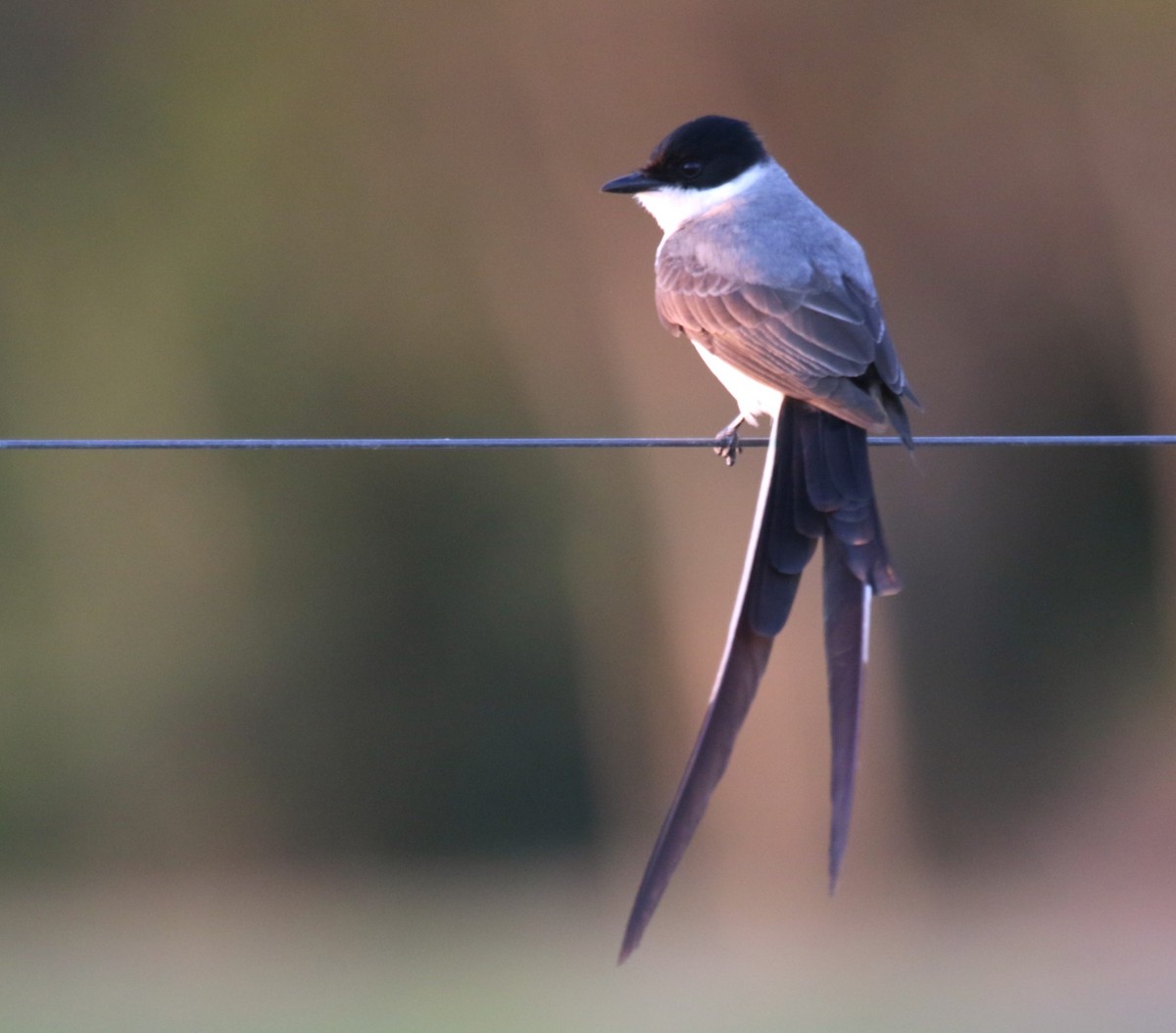 Fork-tailed Flycatcher (savana) - ML646576919