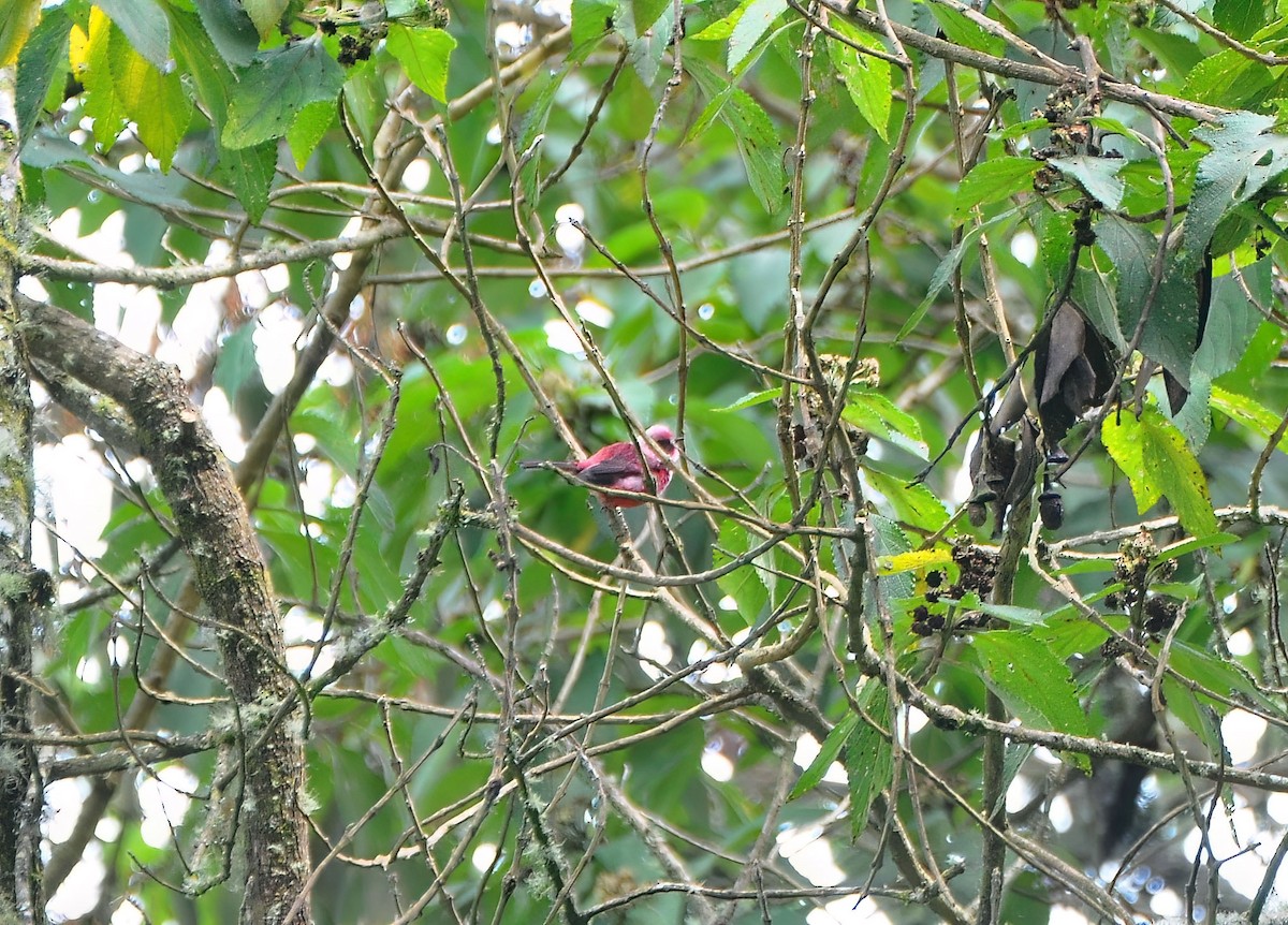 Paruline à tête rose - ML646576920