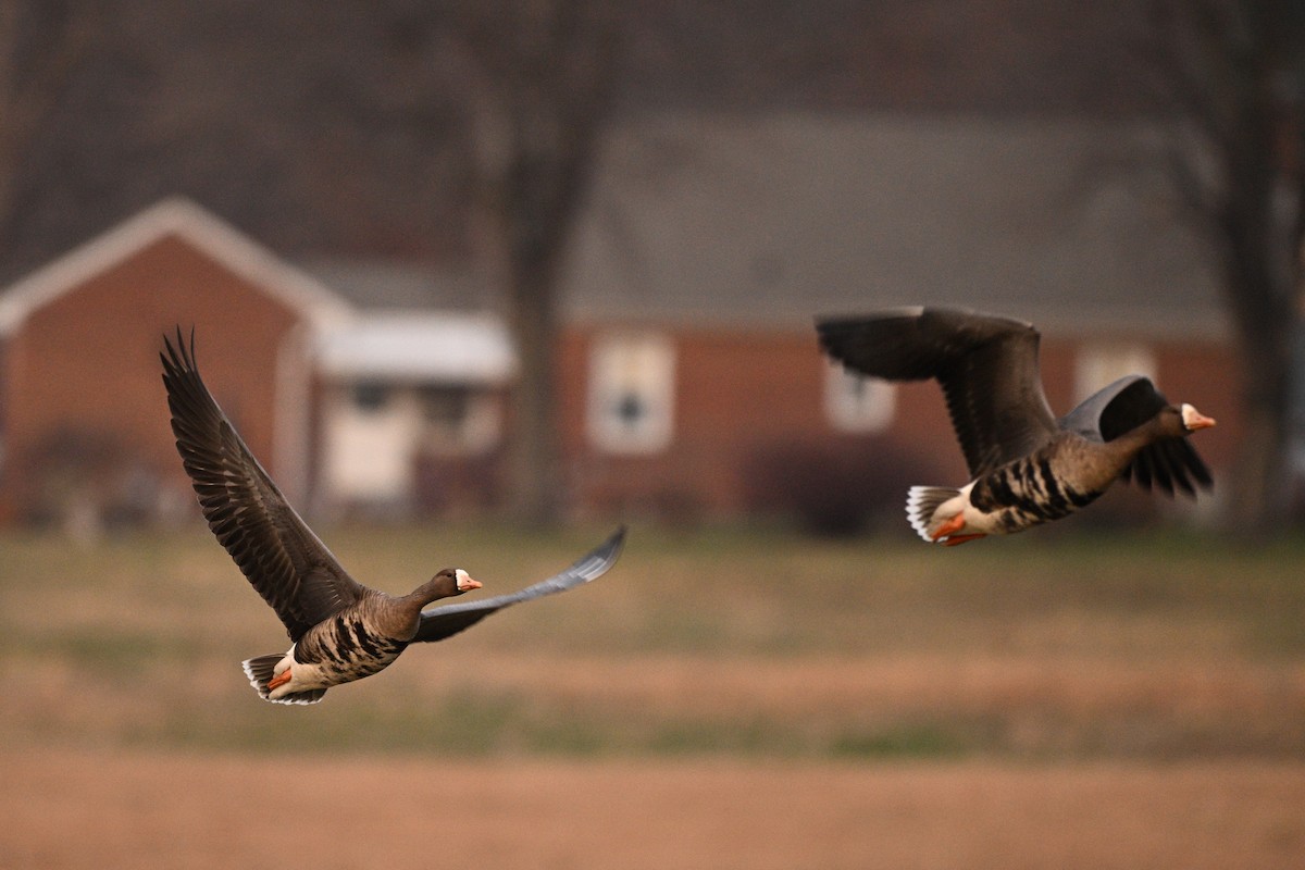 Oie rieuse - ML646576922