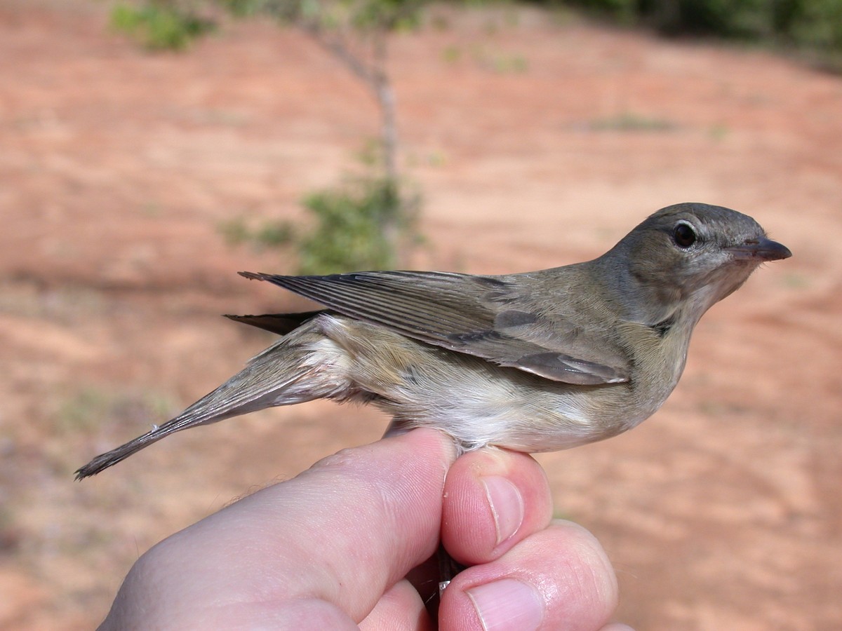 Fauvette des jardins - ML646576924