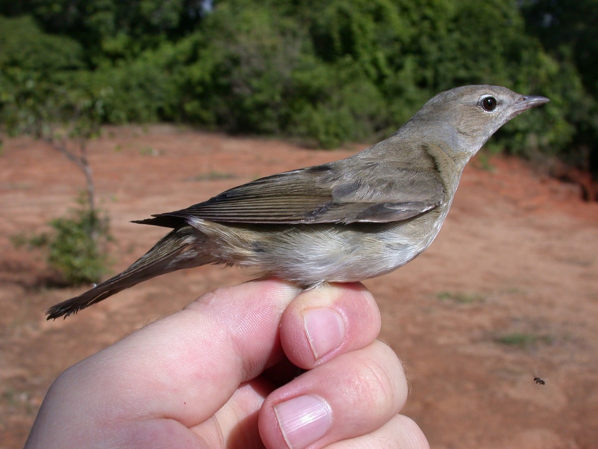Fauvette des jardins - ML646576925