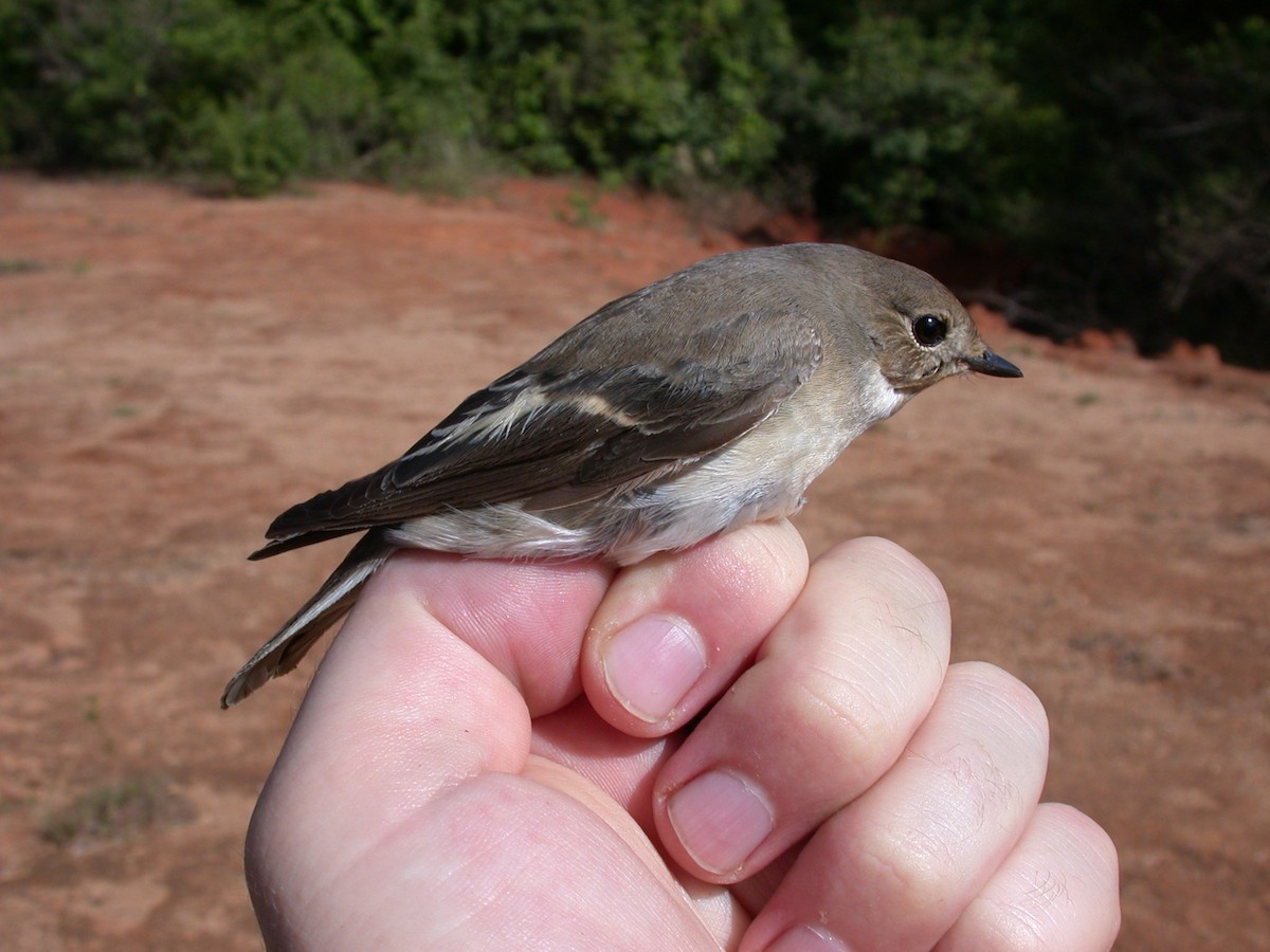 Gobemouche noir - ML646576927